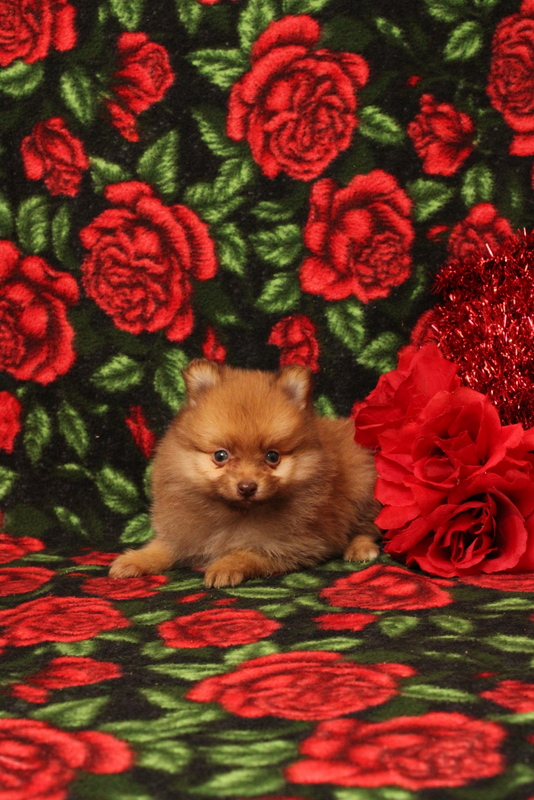 puppy, for, sale, Pomeranian, Matthew B. Stoltzfus, dog, breeder, Gap, PA, dog-breeder, puppy-for-sale, forsale, nearby, find, puppyfind, locator, puppylocator, aca
